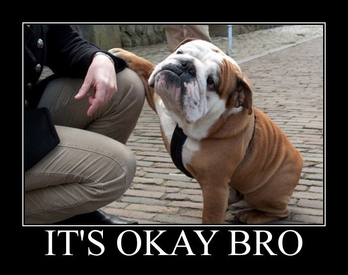"It's okay, bro" puppy