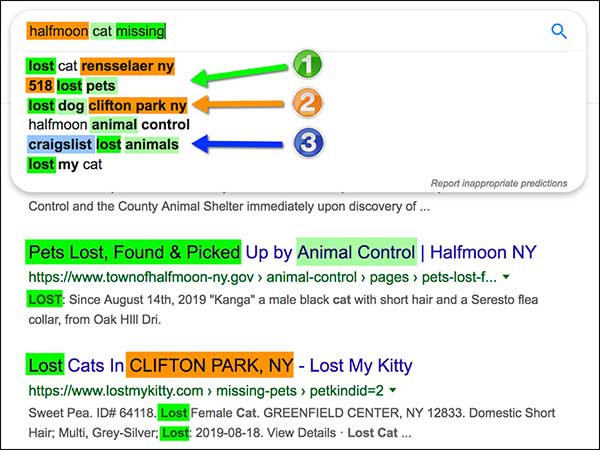 Google's auto-fill results for half-moon cat missing