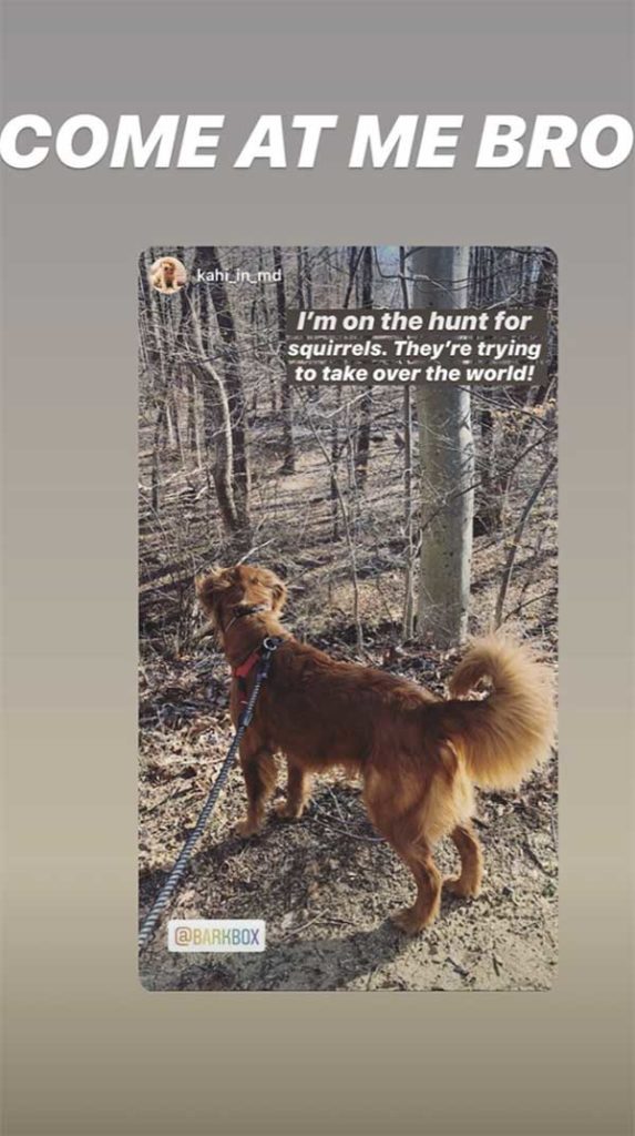 An Instagram story from a BarkBox follower of a golden retriever on a walk with text "I'm on the hunt for squirrels. They're trying to take over the world!"